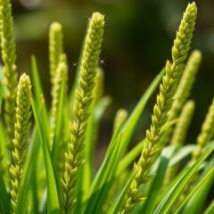 Korzyści ze skrzypu polnego – zdrowe i mocne włosy dzięki naturze